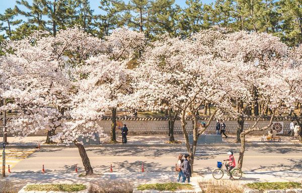 경주 벚꽃명소 대릉원 (출처=한국관광공사)