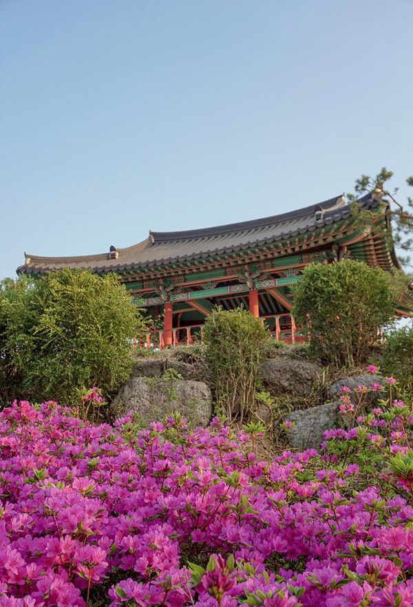 대구 벚꽃, 철쭉명소 (출처=한국관광공사)