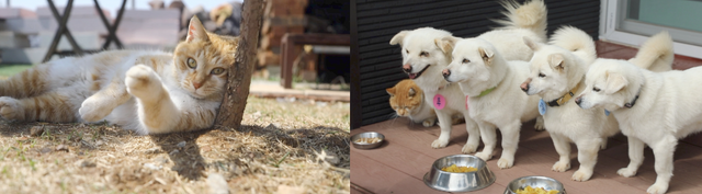  '동물극장 단짝' (사진=KBS 1TV)