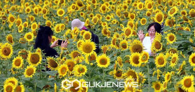 &nbsp;해바라기 (사진=국제뉴스DB)