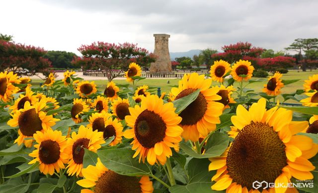 (제공=경주시 자료사진) 첨성대 주변 동부사적지에 만개한 해바라기