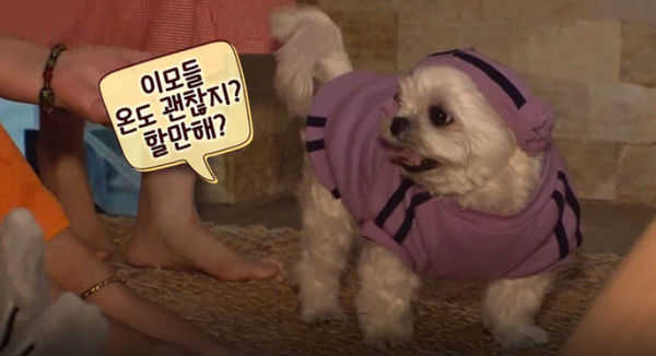 한증막 찜질 중독견 보리/SBS 제공