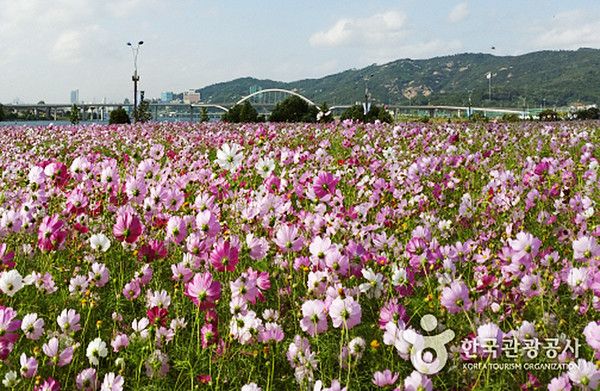 코스모스, 가을날씨, 날씨예보, 추위 (사진출처=한국관광공사)