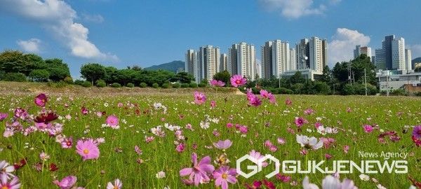 가을이 한들한들, 시민의 숲으로 코스모스 구경하러 오세요