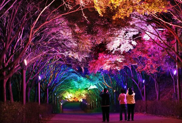 천안 독립기념관 단풍명소 야간개장 자료사진 / 독립기념관 제공