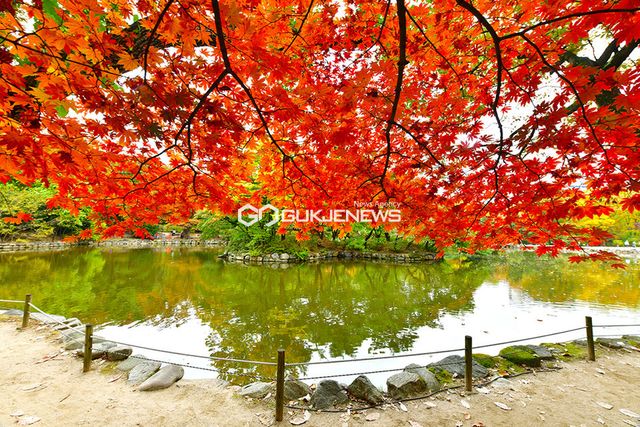 10월의 가을 단풍 절정, 고궁에서 힐링과 소통 즐겨요 (사진=안희영 기자)