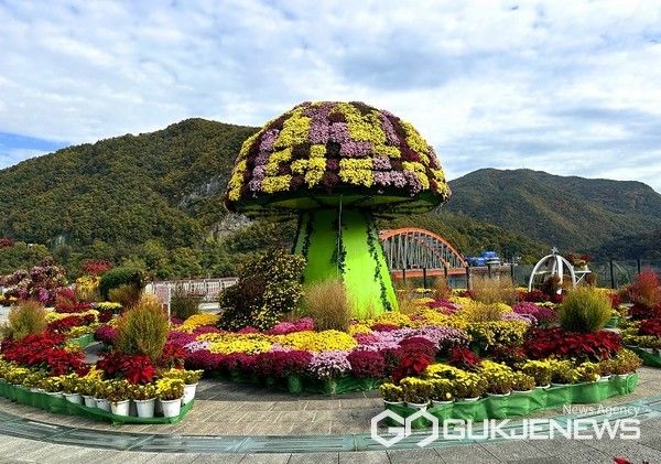 국화거리 모습(사진=단양군)