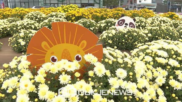 예산군청사 앞 댑싸리와 국화꽃/예산군청 제공