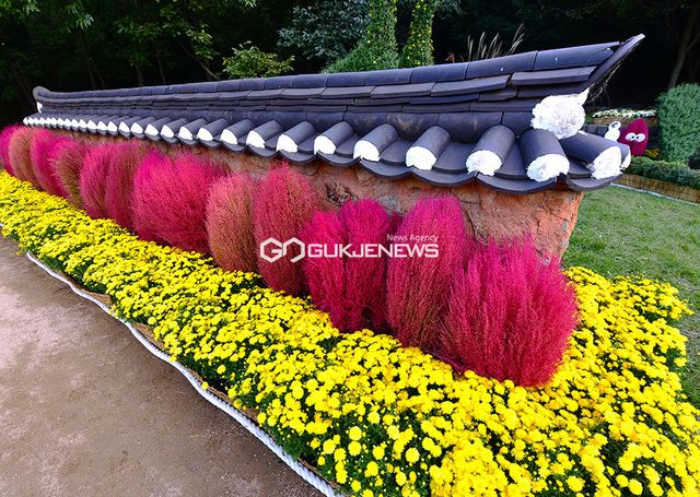 인천광역시, 국화, 댑싸리, 포인세티아 등 가을정취 물씬 ‘국화축제’ 열어 (사진=국제뉴스DB)