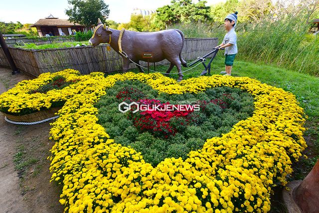 인천광역시, 국화, 댑싸리, 포인세티아 등 가을정취 물씬 ‘국화축제’ 열어 (사진=국제뉴스DB)