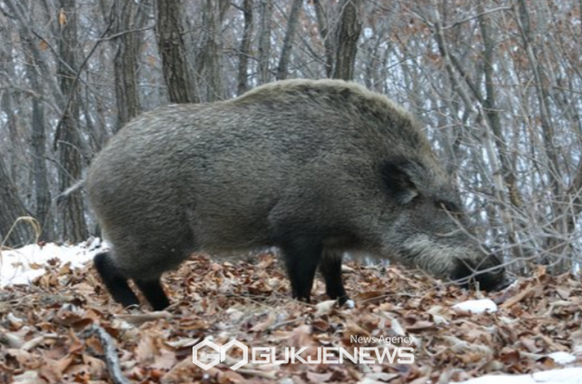 야생멧돼지 / 사진=환경부