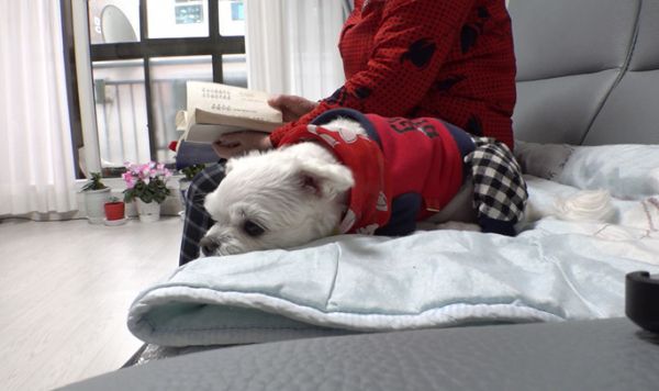 (사진=SBS 'TV동물농장')