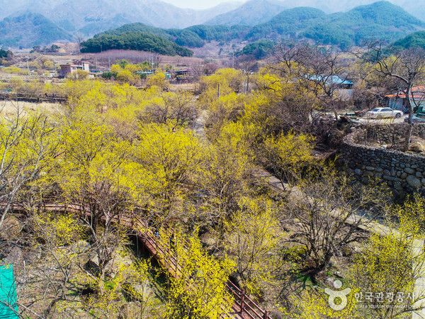 구례 산수유꽃축제 (사진출처=한국관광공사)