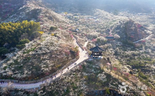 광양매화축제 (사진축제=한국관광공사)