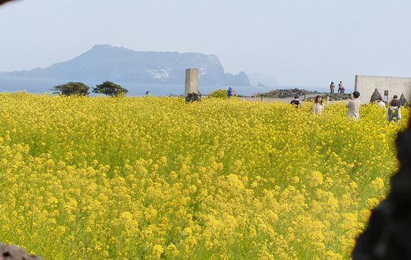 제주도 성산일출봉 유채꽃 (사진출처=한국관광공사)