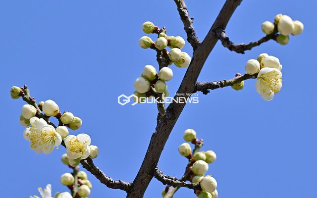 춘분 앞두고 봄소식 나르는 도심의 꽃 풍경-개나리와 영춘화, 매실나무, 홍매화 (사진=안희영 기자)
