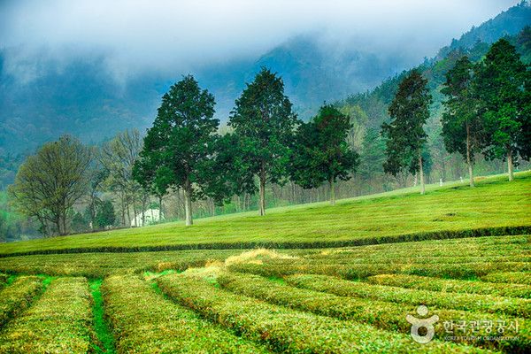 보성 차밭 대한다원 (사진출처=한국관광공사)