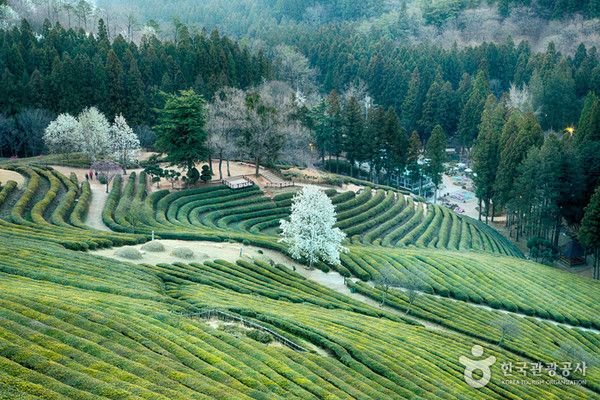 보성 차밭 대한다원 (사진출처=한국관광공사)