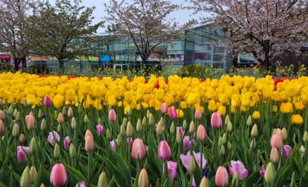 태안 세계튤립꽃박람회 (사진=코리아플라워파크 SNS)