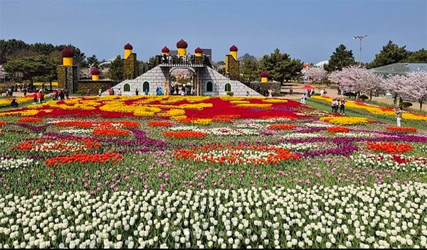 봄꽃축제 태안튤립축제, 태안세계튤립꽃박람회 (사진=한국관광공사)