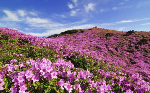 경남 산청 황매산 철쭉제 축제 (사진출처=한국관광공사)