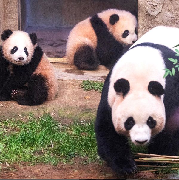 푸바오 쌍둥이동생 '루이&후이' 구분하기, 나이·근황 (사진출처=에버랜드SNS)