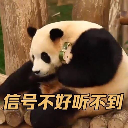 푸바오 근황(사진=웨이보 캡쳐)