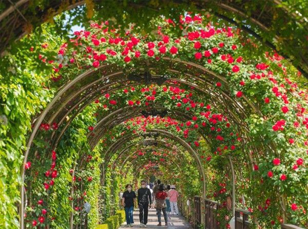 서울 중랑공원 장미축제, 날씨 (사진출처=한국관광공사)