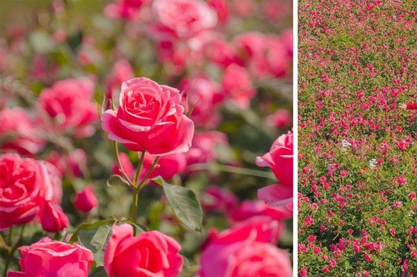 서울 중랑공원 장미축제, 날씨 (사진출처=한국관광공사)