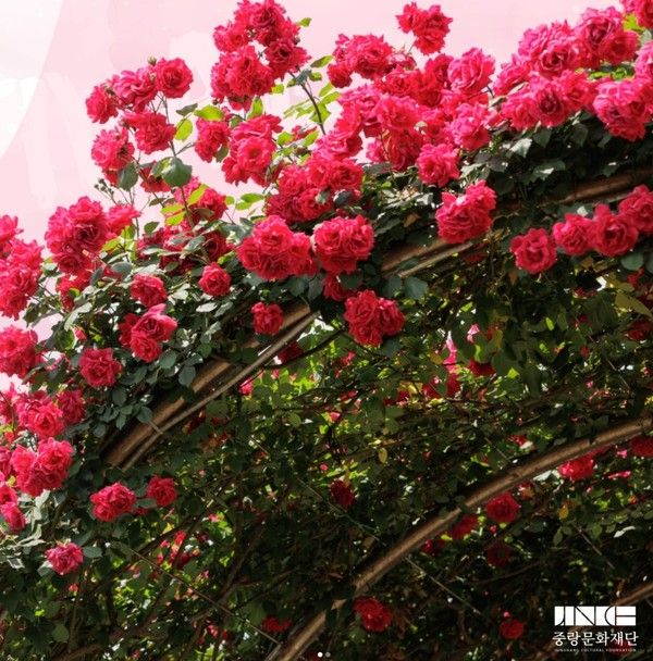 중랑 서울장미축제 / 중랑문화재단 제공