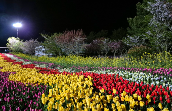 태안 세계튤립꽃박람회 (사진=코리아플라워파크 SNS)