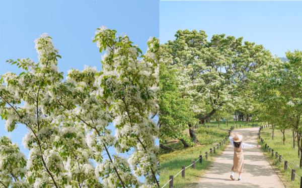 대구 교항리 이팝나무 군락지 (사진출처=한국관광공사)