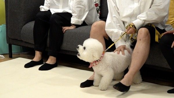 '개는 훌륭하다' (사진=KBS)