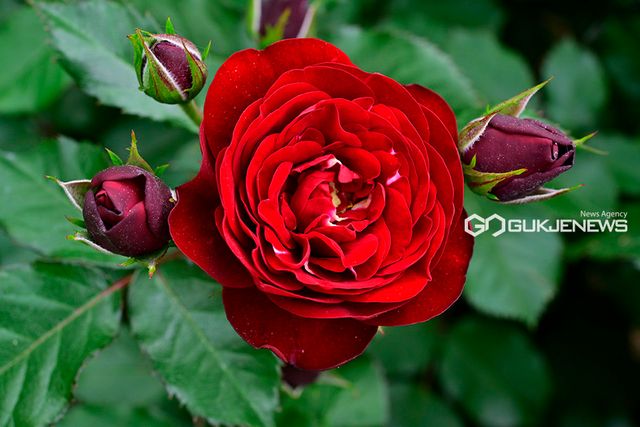 부천시 도당동 '백만송이장미원' 장미축제 이목집중 (사진=국제뉴스DB)