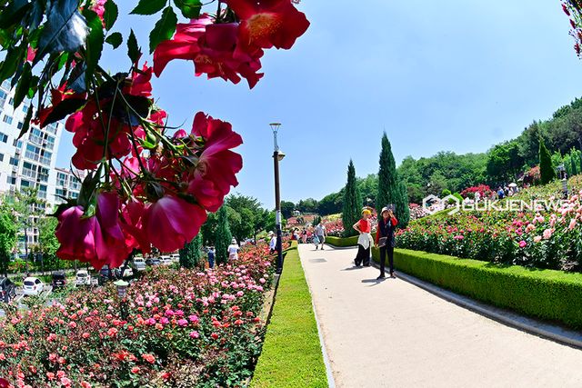 부천시 봄꽃 축제 피날레 주인공 '장미꽃' (사진=국제뉴스DB)