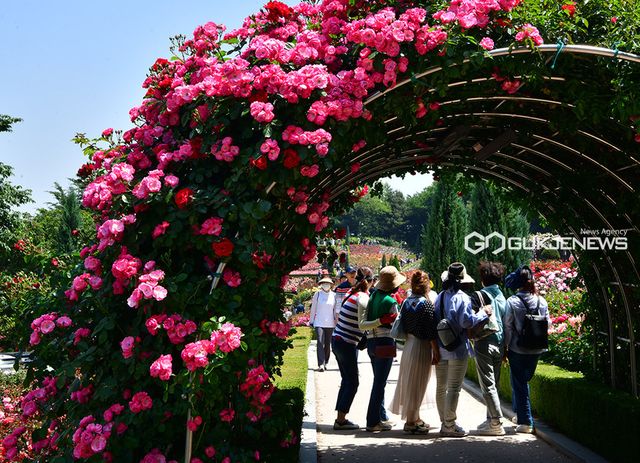 부천시 봄꽃 축제 피날레 주인공 '장미꽃' (사진=국제뉴스DB)