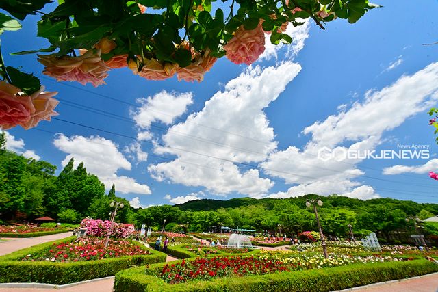 인천대공원, 장미꽃과 양귀비꽃 절정 이뤄 (사진=안희영 기자)