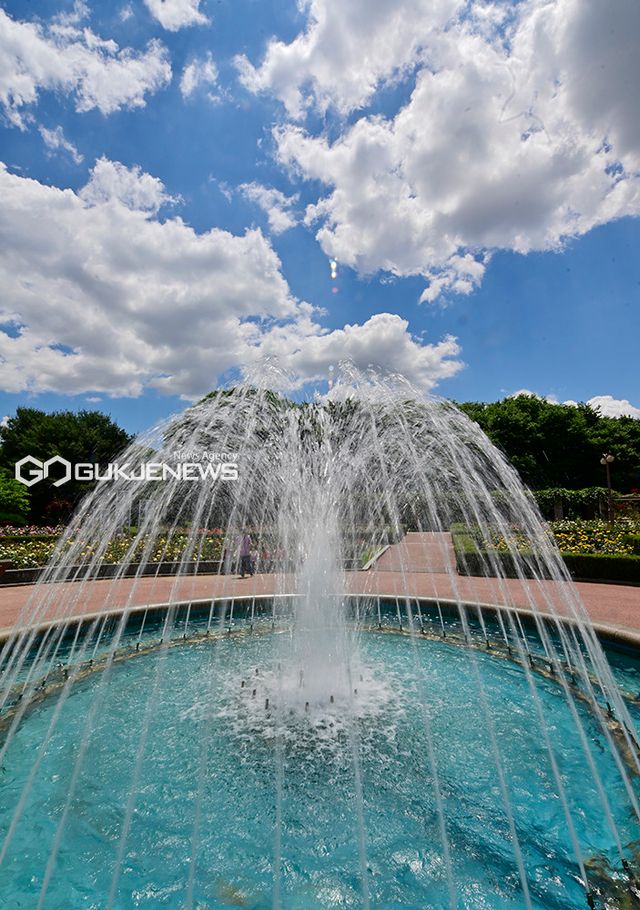 인천대공원, 장미꽃과 양귀비꽃 절정 이뤄 (사진=국제뉴스DB)