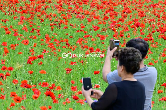 인천대공원, 장미꽃과 양귀비꽃 절정 이뤄 (사진=국제뉴스DB)