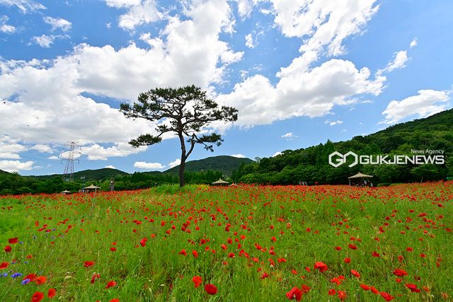 인천대공원, 장미꽃과 양귀비꽃 절정 이뤄 (사진=국제뉴스DB)