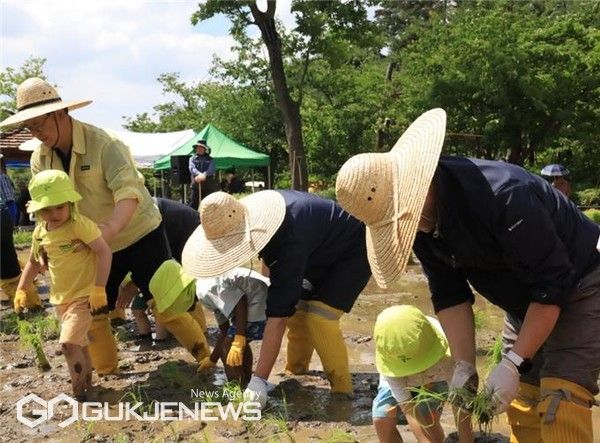 부산 시민공원 기부숲 텃논 모내기 체험 모습/제공=부산시설공단 자료사진