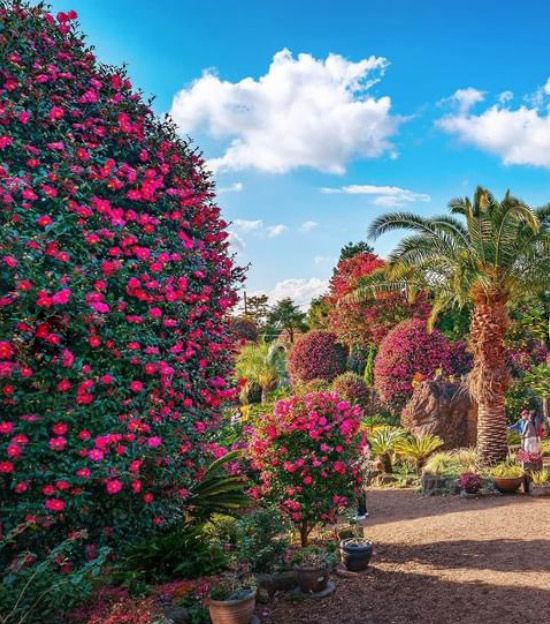 제주여행장소 동백꽃나무 동백수목원 (사진출처=한국관광공사)