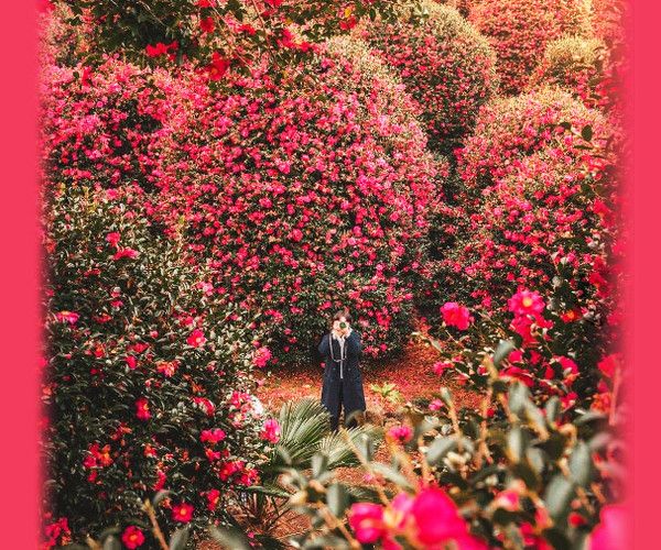 제주여행장소 동백꽃나무 동백수목원 (사진출처=한국관광공사)