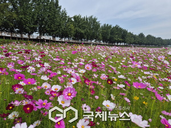 곡교천 가을꽃(코스모스). (사진/아산시 제공)