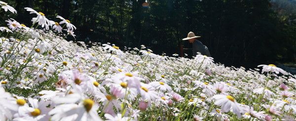 벽송사에 활짝 핀 구절초(사진제공=함양군청)