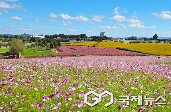 15일 경기 안성시 농협 안성팜랜드에서 열린 ‘코스목동축제’에서 관람객들이 코스모스와 핑크뮬리 동산을 거닐며 가을 정취를 만끽하고 있다. 사진/엄태수 기자