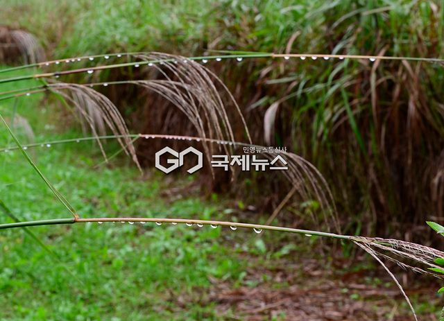 추석 연휴에서 일상으로. 가을비 촉촉이 내리는 인천대공원 표정 (사진=안희영 기자)