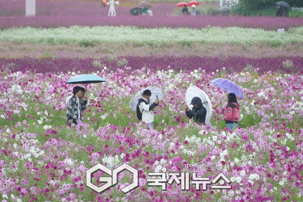 양주 나리공원, 추석연휴 시민들로 북적...가을비 속 ‘힐링 나들이..코스모스&nbsp;등&nbsp;다채로운&nbsp;가을꽃이&nbsp;만개해&nbsp;장관을&nbsp;이루고&nbsp;있다.&nbsp;(사진.이운안 기자)