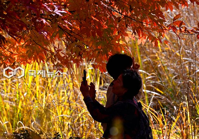인천시 장수동 은행나무 금빛 이루며 단풍 절정 이뤄 (사진=안희영 기자)