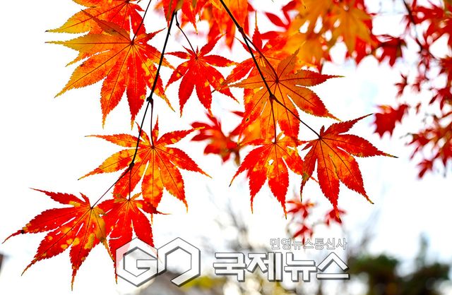 11월의 마지막 주, 늦깎이 단풍 가을낭만 안겨줘 (사진=안희영 기자)